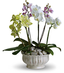 Regal Orchids from In Full Bloom in Farmingdale, NY